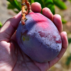 LUZINHA: Foto einer köstlichen Mango von Julia
